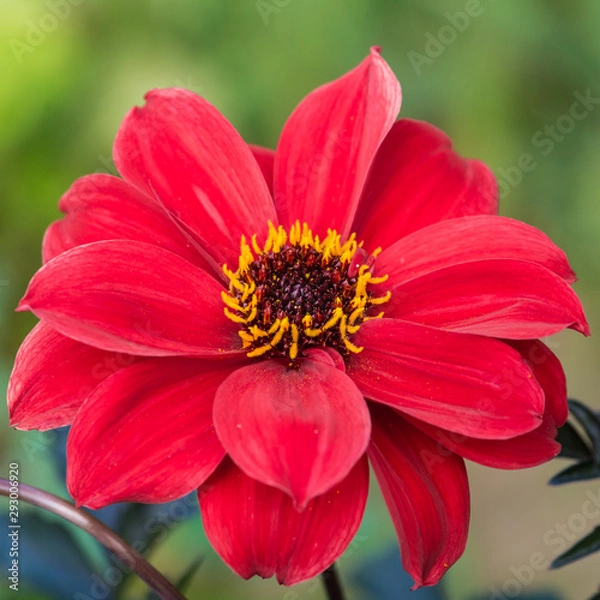 Fototapeta Bishop Of Llandaff