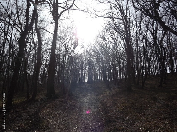 Obraz Lac Nabeillou Forêt