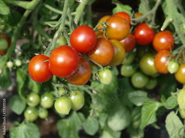 Obraz Tomatoes