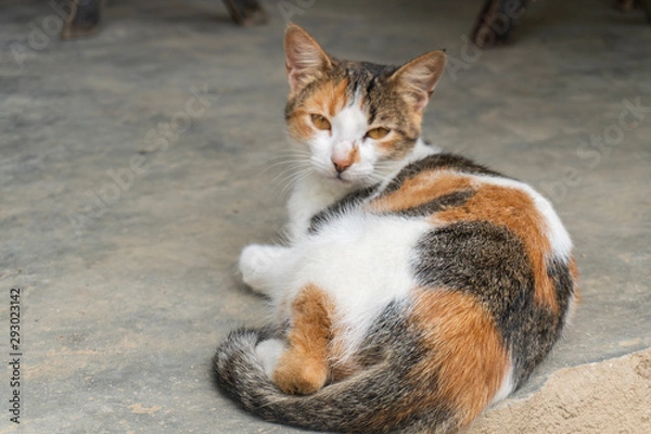 Fototapeta cat on roof