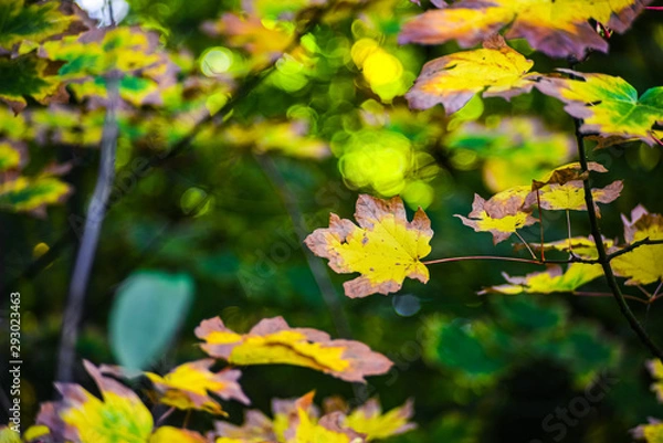 Fototapeta Maple Leaf In Red Gold Yellow Fall Season Color On The Canopy With Lush Green Evergreen Pacific Northwest Forest Background, Washington, United States