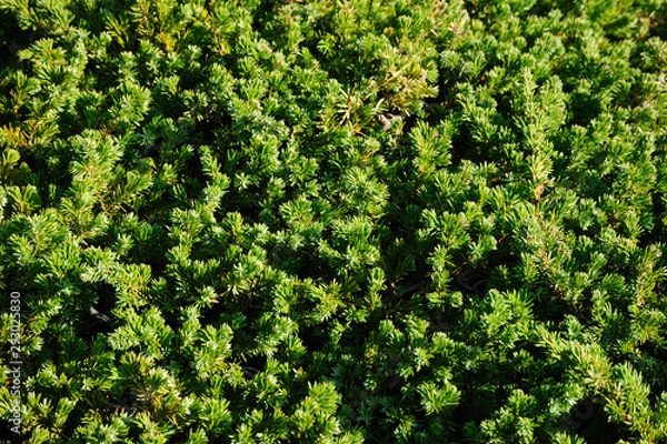 Fototapeta 植物イメージ