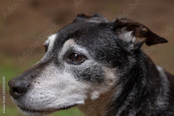 Obraz Dog at the Park