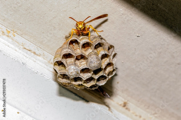Obraz Paper Wasp - Polistes exclamans - guarding a nest with eggs and pupa