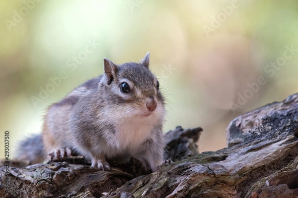 Obraz 春のエゾシマリス