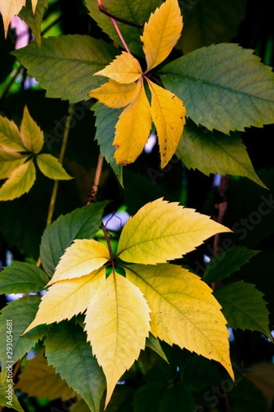 Fototapeta autumn, the leaves have already changed color