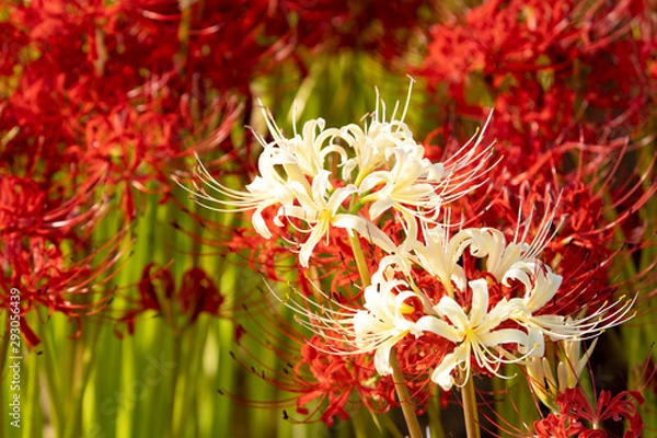 Fototapeta 白い彼岸花