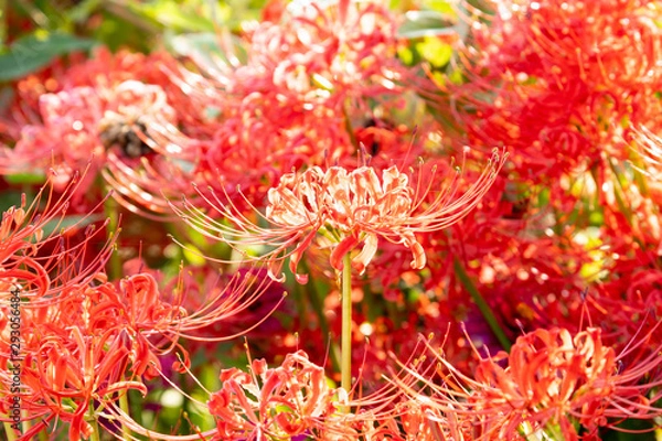 Fototapeta 朝の彼岸花