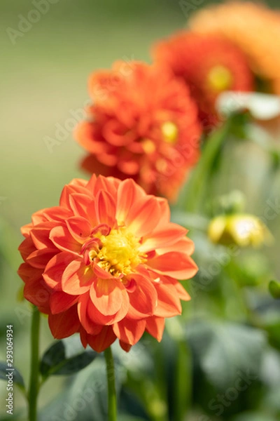 Fototapeta ダリヤ