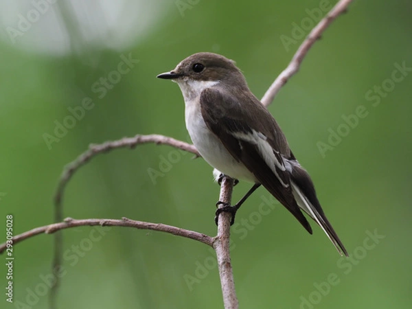 Fototapeta Trauerschnäpper
