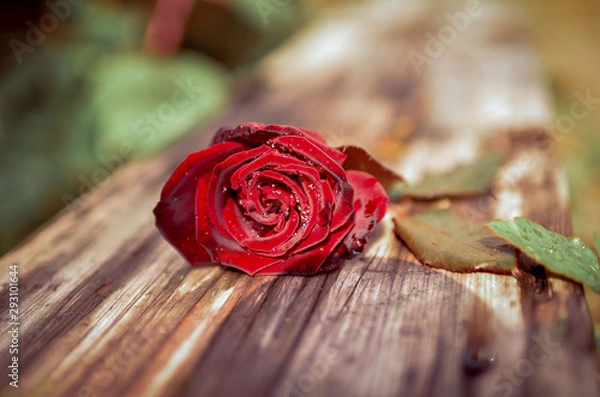 Fototapeta A large hardcover book lies on a bench in the park, and on the book lies a natural dark red rose with dew drops and yellow autumn leaves. Photo in modern cold tinted. 