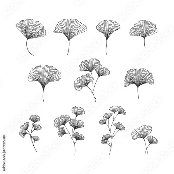 Obraz Hand drawn ginkgo biloba illustrations set on white background