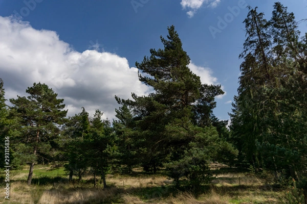 Fototapeta trees and sky