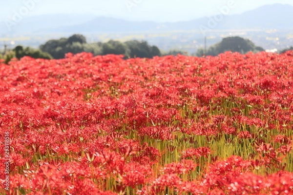 Fototapeta 奈良　彼岸花ロード