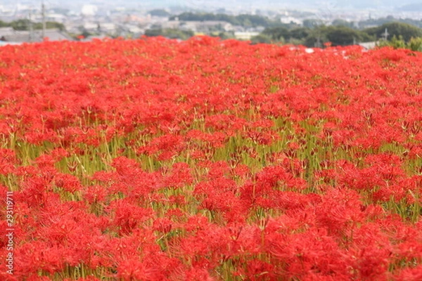 Fototapeta 奈良　彼岸花ロード