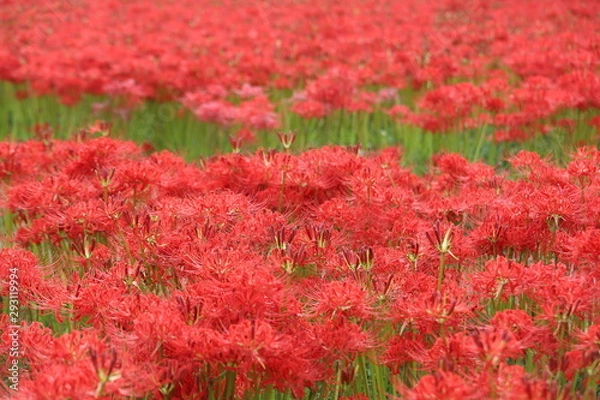 Fototapeta 奈良　彼岸花ロード