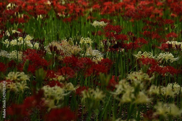 Fototapeta 彼岸花