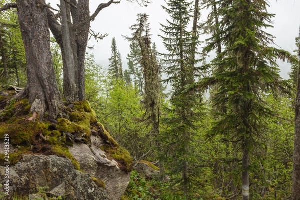 Fototapeta Beautiful view of Siberian nature. Very beautiful and fabulous forest