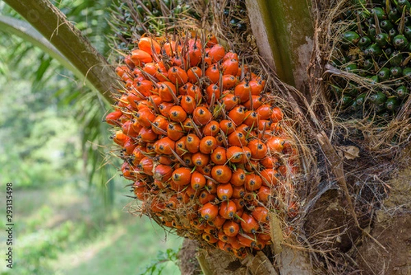 Fototapeta A bunch of oil palm fruit on its' tree.