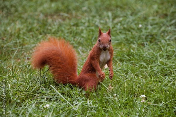 Fototapeta Wiewiórka jesienna