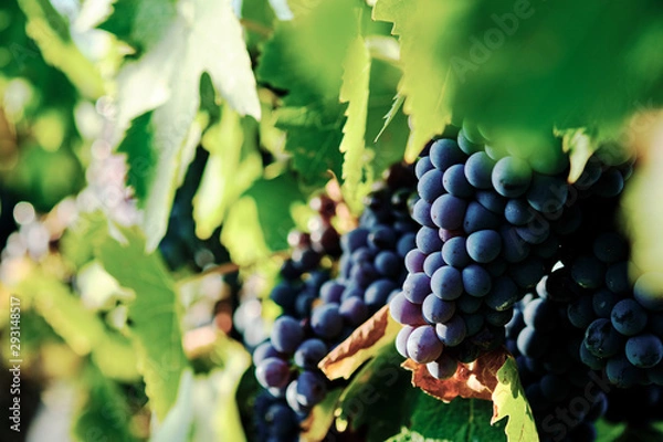Obraz grape and vine vinegrape of sangiovese under sunlight in tuscany italy autumn summer 