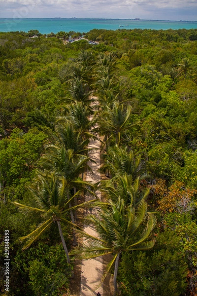 Fototapeta Palm Tree Path