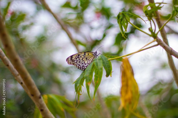 Fototapeta butterfly