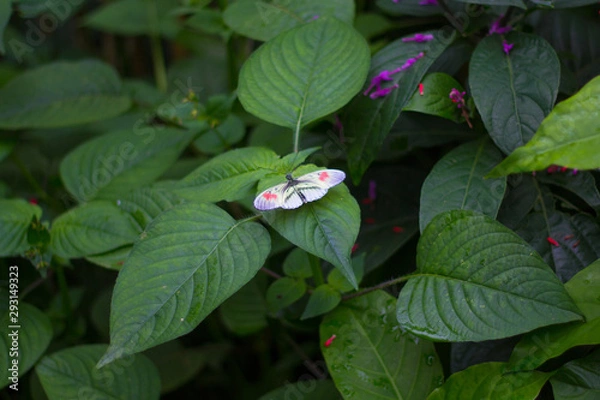 Fototapeta butterfly on leaf