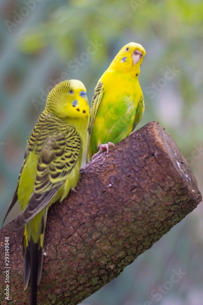 Fototapeta parrot on branch