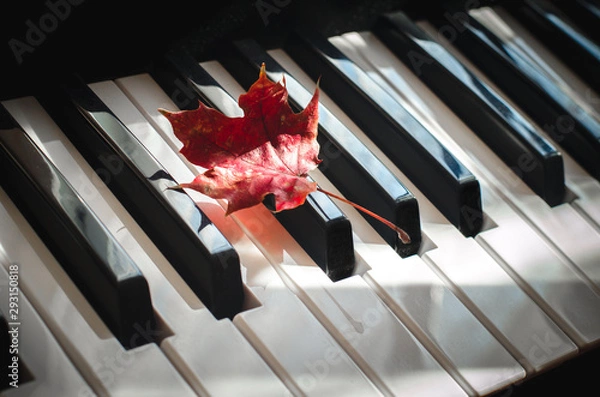 Fototapeta Red maple leaf lays on the piano keyboard on a sunny day