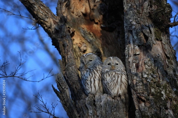 Fototapeta エゾフクロウ