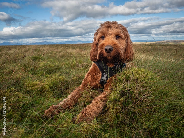 Obraz A cockapoo lying on the grass on a Scottish hillside