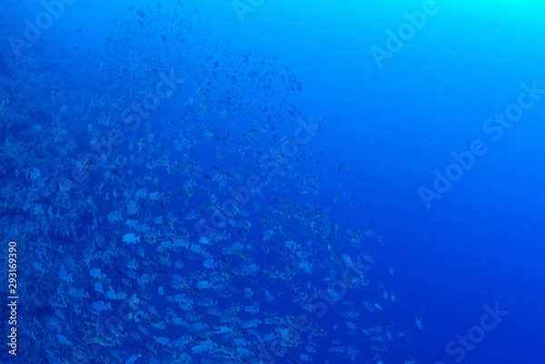 Fototapeta パラオ_ペリリュー_スキューバダイビング