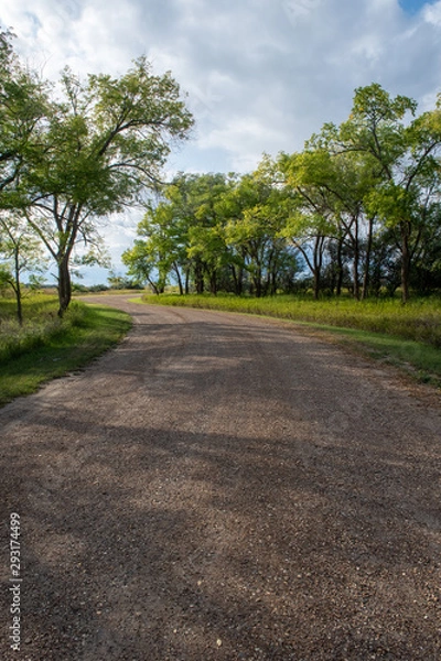 Fototapeta dirt road in the trees