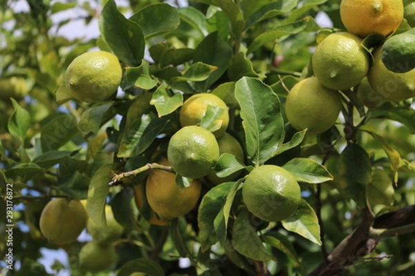 Fototapeta Many lemons 