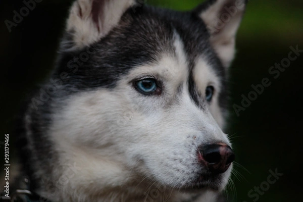 Obraz Siberian Husky for a walk in the park near the lake.