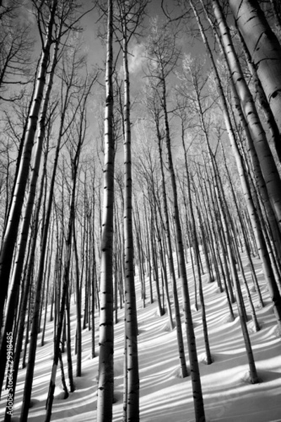Obraz Aspen trees in evening light (B&W)