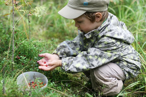 Obraz Gathering berries