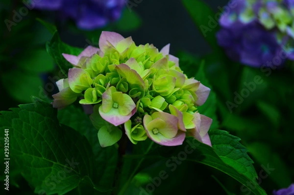 Fototapeta beautiful hydrangea flowers on a bush close up