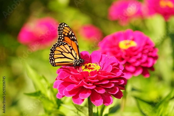 Obraz Monarch Butterfly on a Flower