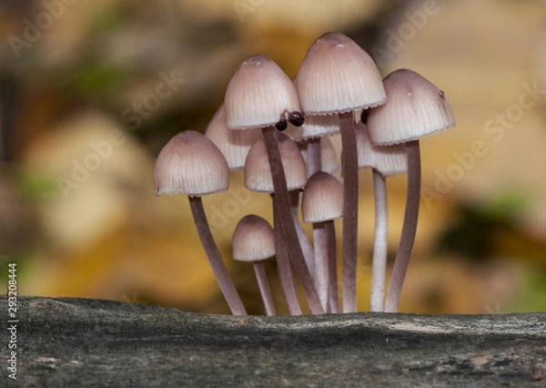 Fototapeta Mycena haematopus the bleeding fairy helmet, the burgundydrop bonnet, or the bleeding Mycena small and beautiful mushroom that grows on wood and has latex of blood-like color