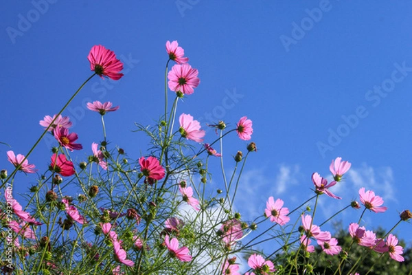 Obraz コスモス