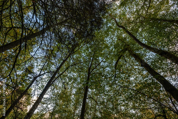 Obraz large isolated tree trunks in green forest