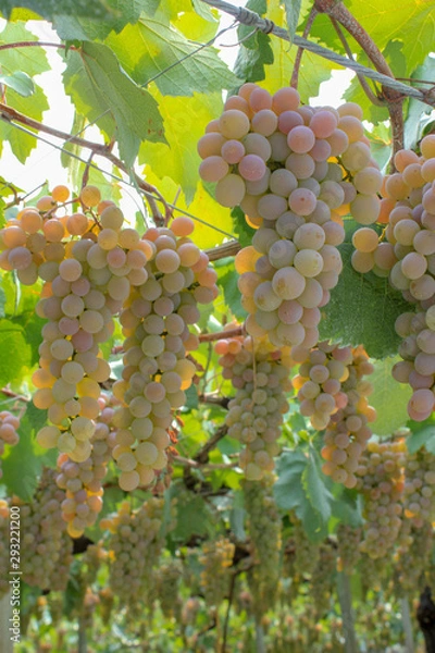 Obraz ぶどう　甲州