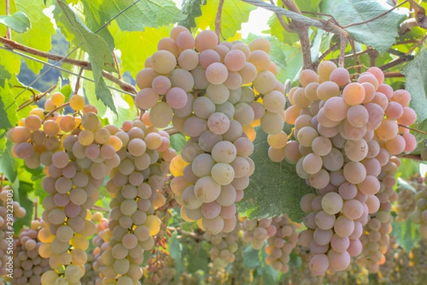 Obraz ぶどう　甲州