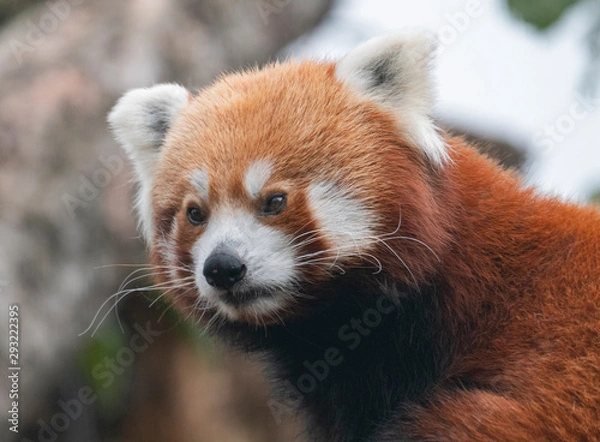 Obraz Red Panda, Firefox or Lesser Panda Ailurus fulgens on the tree
