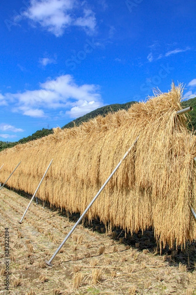 Obraz 田んぼのはざかけ