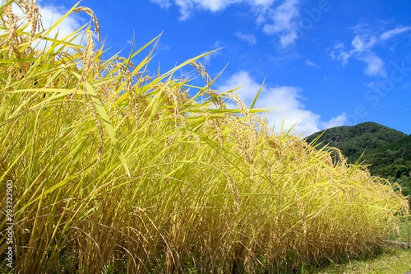 Obraz 金色の稲穂