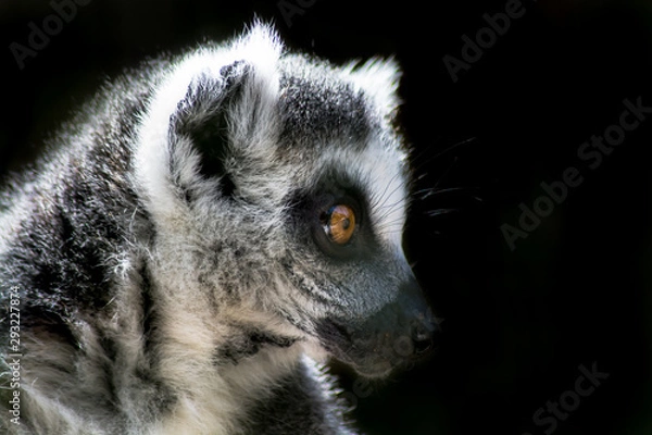 Obraz Lemur at zoo 