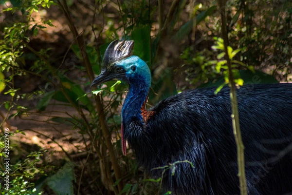 Obraz a big Casuar at jungle